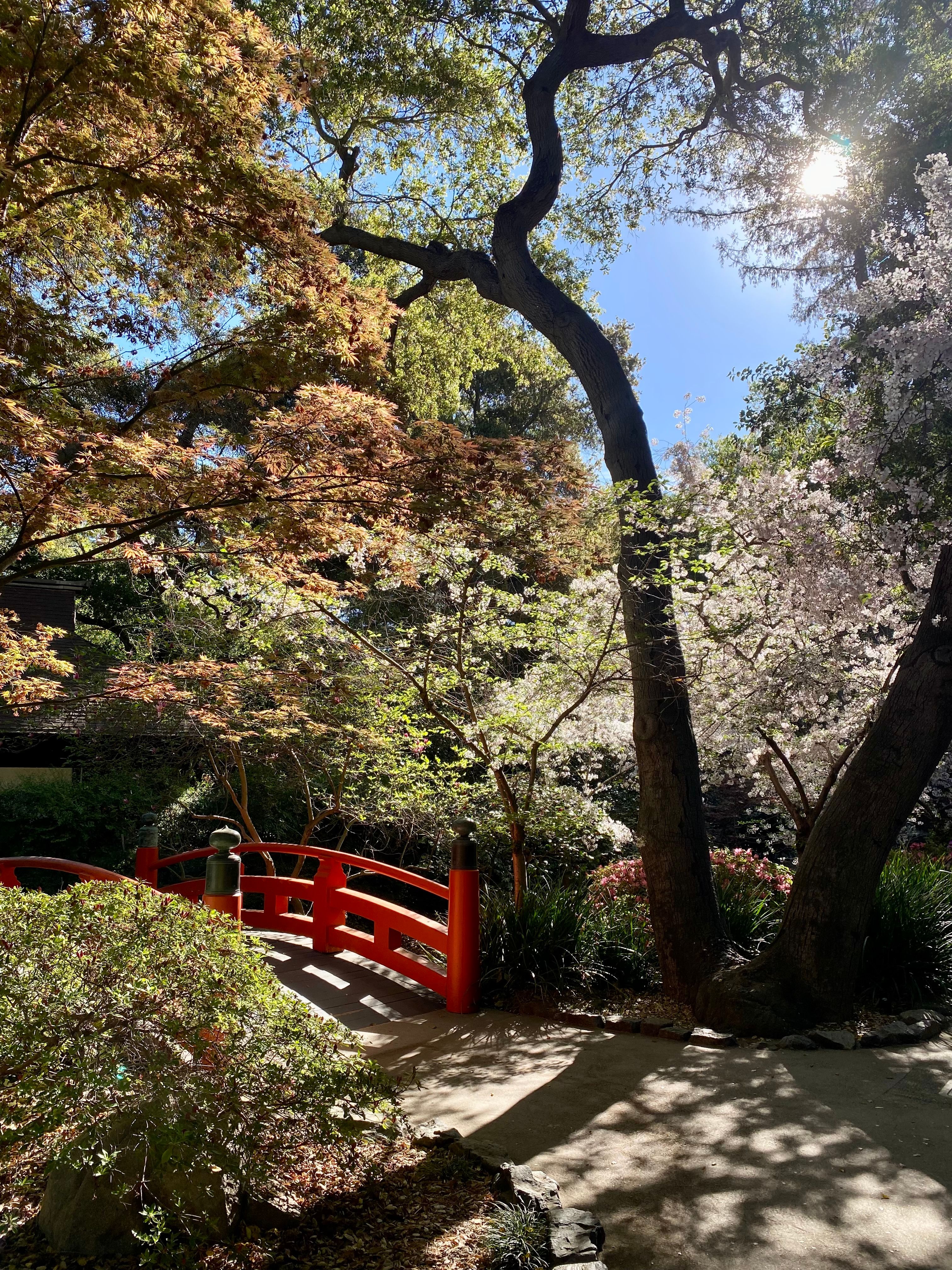 A footbridge in the Japanese garden at Descanso Gardens